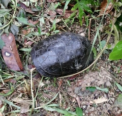 Cuora amboinensis kamaroma