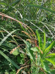 Phyllanthus ussuriensis