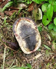 Cuora amboinensis kamaroma