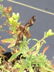 Poecilanthrax arethusa