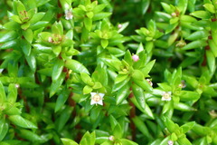 Crassula helmsii