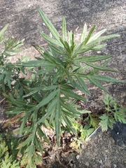 Artemisia codonocephala