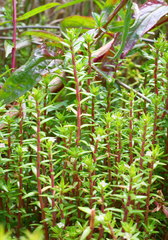 Crassula helmsii