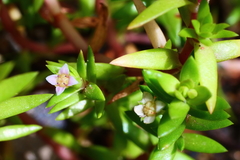 Crassula helmsii
