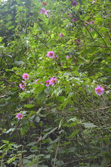 Dahlia tenuicaulis
