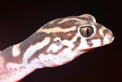 Coleonyx nemoralis