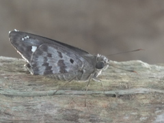 Polygonus