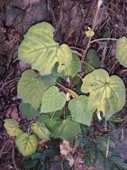 Vernicia fordii