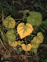 Vernicia fordii