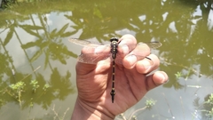 Ictinogomphus decoratus