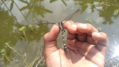 Ictinogomphus decoratus