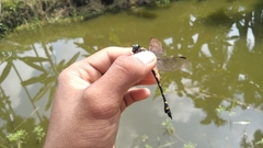 Ictinogomphus decoratus