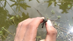 Ictinogomphus decoratus