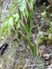 Thelymitra longifolia