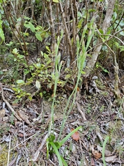 Thelymitra longifolia