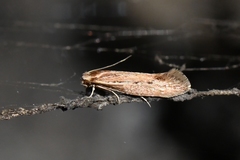Ypsolopha sp-sw