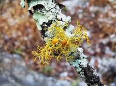Teloschistes exilis