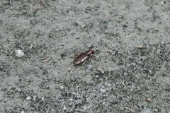 Cicindela scutellaris lecontei