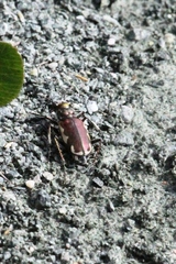 Cicindela scutellaris lecontei