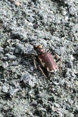 Cicindela scutellaris lecontei
