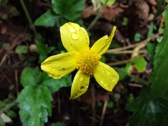 Ranunculus sierrae-orientalis