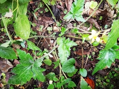 Ranunculus sierrae-orientalis