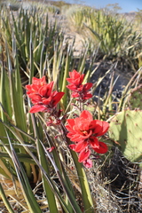 Castilleja rigida