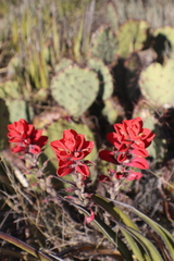 Castilleja rigida