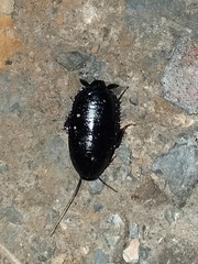 Eurycotis