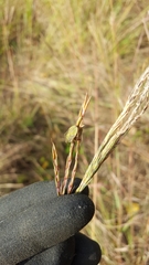 Hemiptera