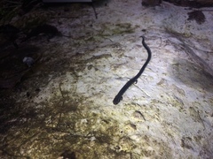 Pseudoeurycea lineola