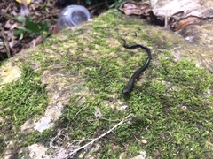 Pseudoeurycea lineola