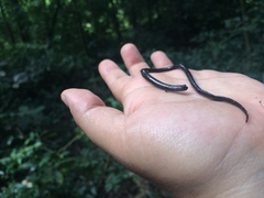 Pseudoeurycea lineola