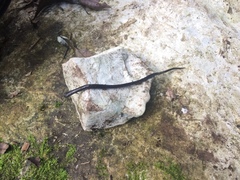 Pseudoeurycea lineola