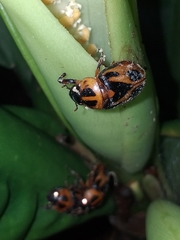 Cyclocephala tutilina