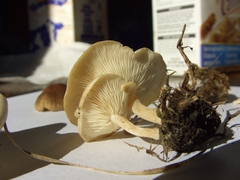 Clitocybe dealbata