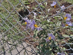 Solanum elaeagnifolium