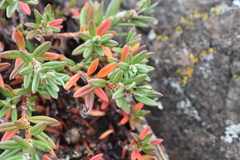 Polygonum paronychia