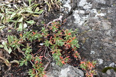 Polygonum paronychia