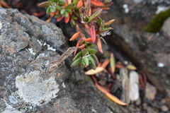 Polygonum paronychia