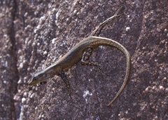 Black Mountain Rainbow-Skink photo 3