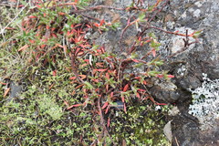 Polygonum paronychia