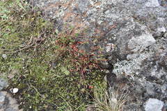 Polygonum paronychia