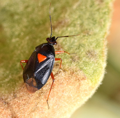 Deraeocoris ventralis