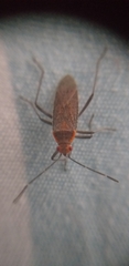 Heteroptera