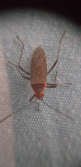 Heteroptera