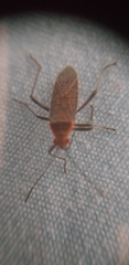 Heteroptera