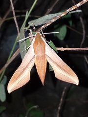 Xylophanes tersa