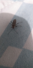 Heteroptera