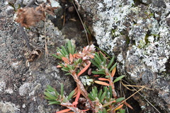 Polygonum paronychia